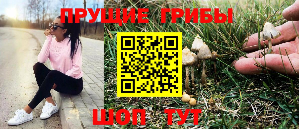 Бузулук  Псилоцибиновые грибы прущие грибы  Вход с VPN 